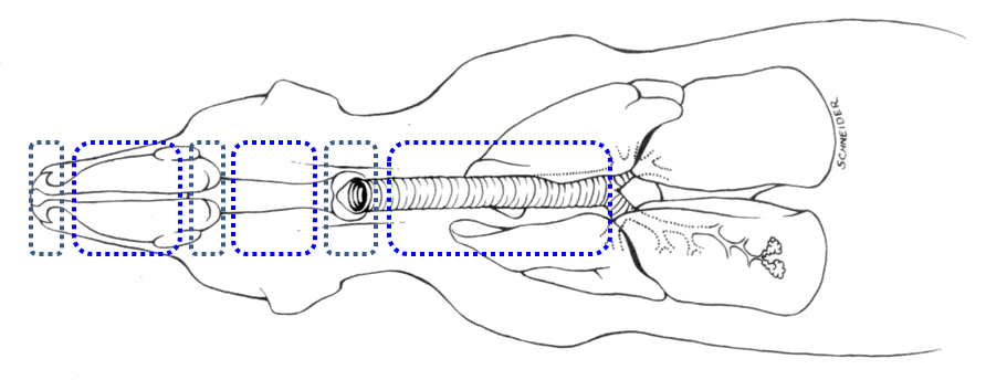 schema oaw